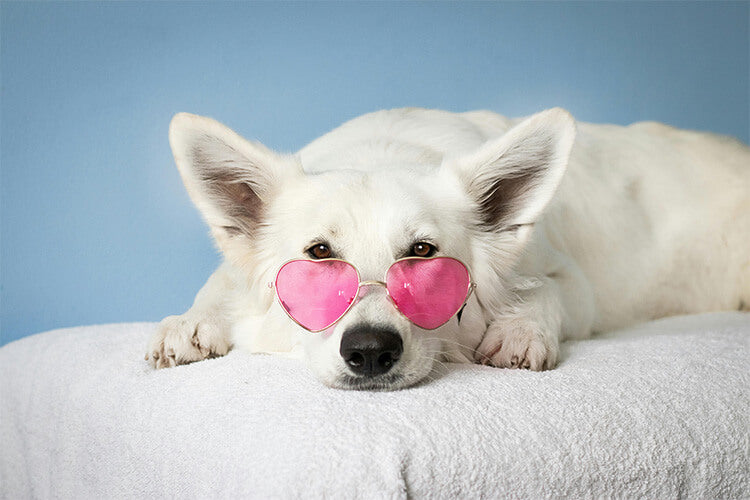 Why Do Dogs Like to Chew on Sex Toys? | Biird